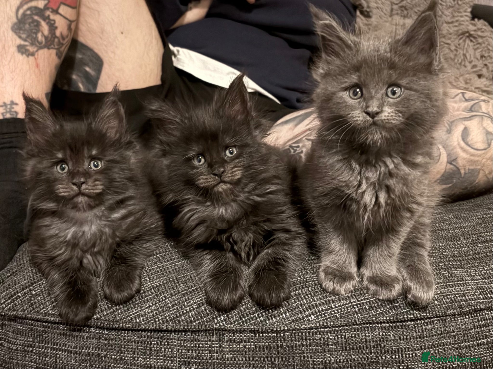 Maine Coon cats 1 female Maine coon kitten left - Advert 5