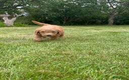 Australian Labradoodle dogs for sale: Australian Labradoodle puppies  - Image 11