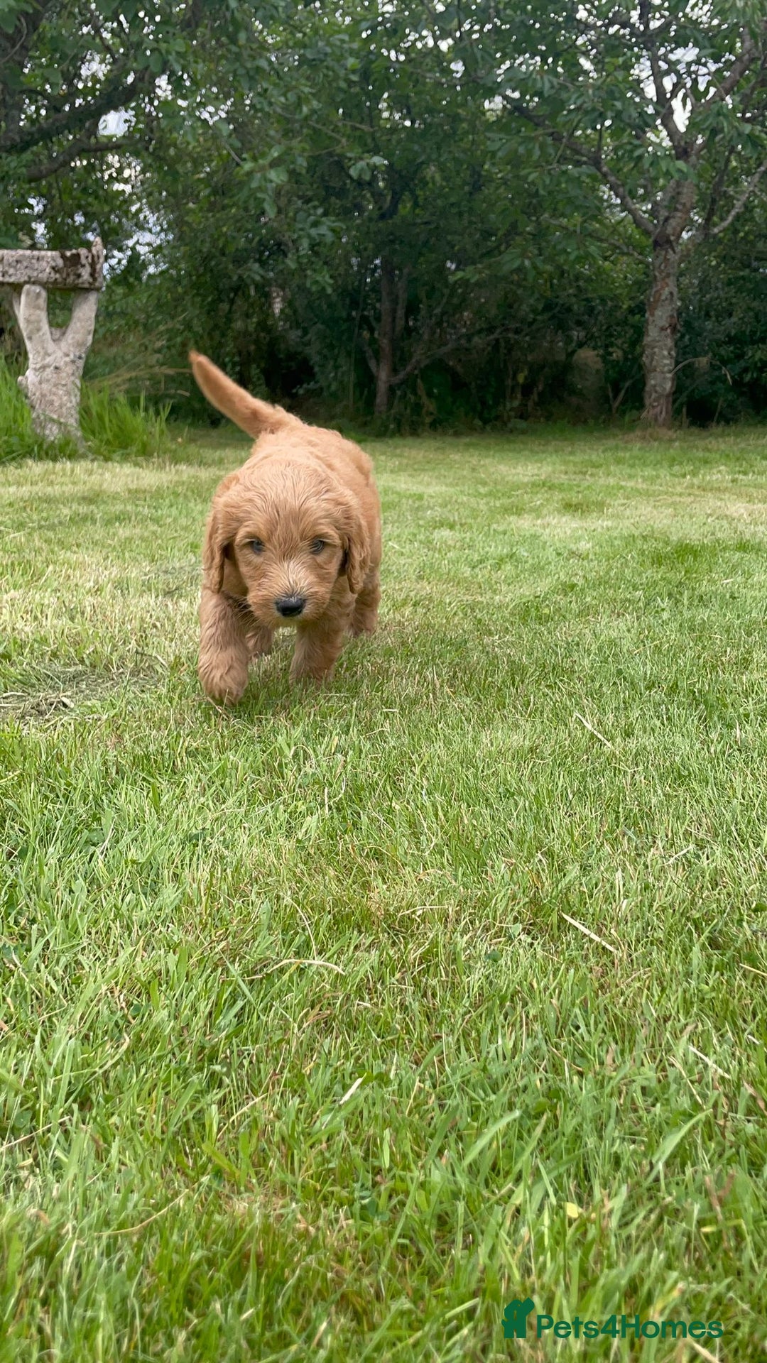 Australian Labradoodle dogs for sale: Australian Labradoodle puppies  - Image 11