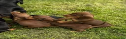 Dachshund dogs for sale: 9 Beautiful Dachshund Puppies for Sale in Pontypool - Advert 6