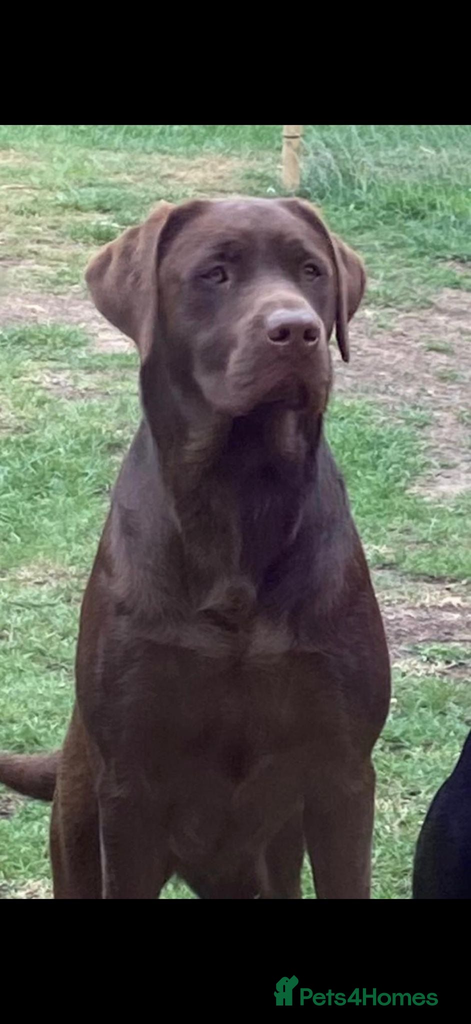 Labrador Retriever dogs Gorgeous Chocolate Labrador puppies  - Advert 6