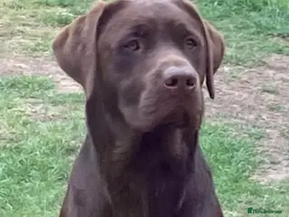 Labrador Retriever dogs Gorgeous Chocolate Labrador puppies - Advert 6