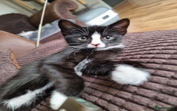 Mixed Breed cats for sale: Bengal x British Short Hair Kitten  - Image 12