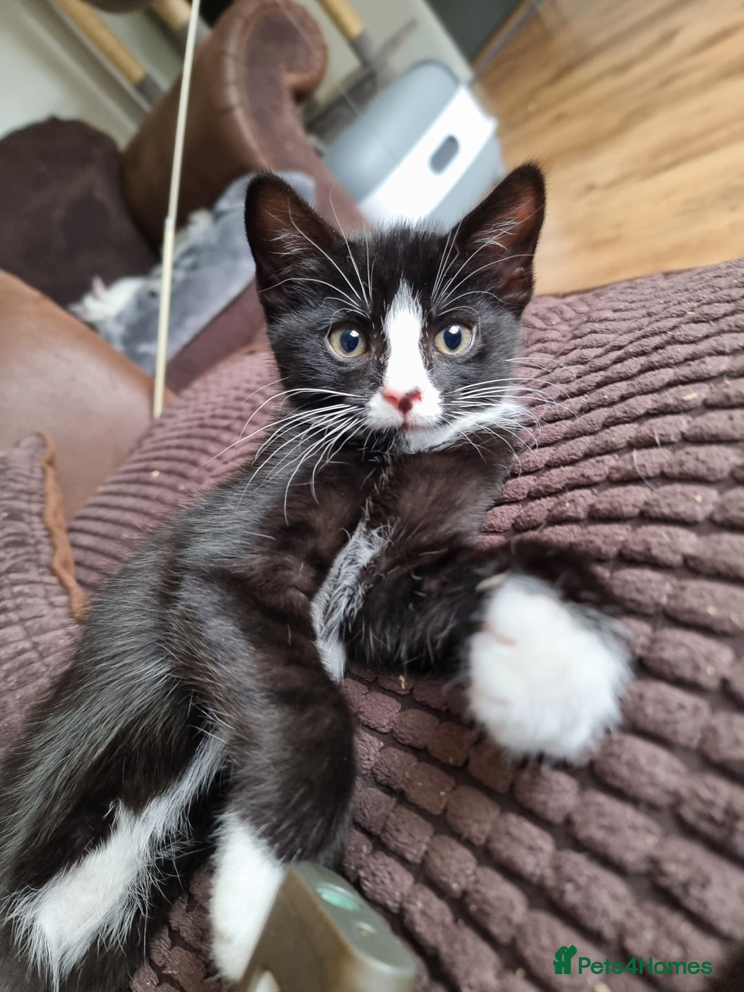 Mixed Breed cats for sale: Bengal x British Short Hair Kitten  - Image 12