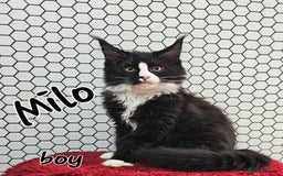 Maine Coon cats for sale: Pure breed Maine Coons Kittens  - Image 19