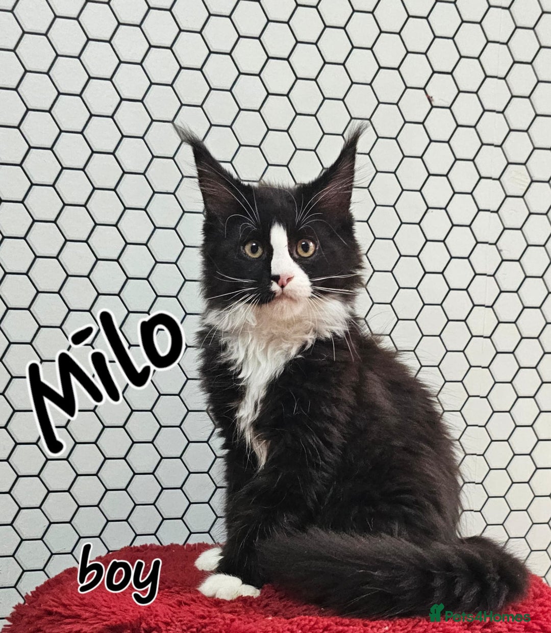Maine Coon cats for sale: Pure breed Maine Coons Kittens  - Image 19