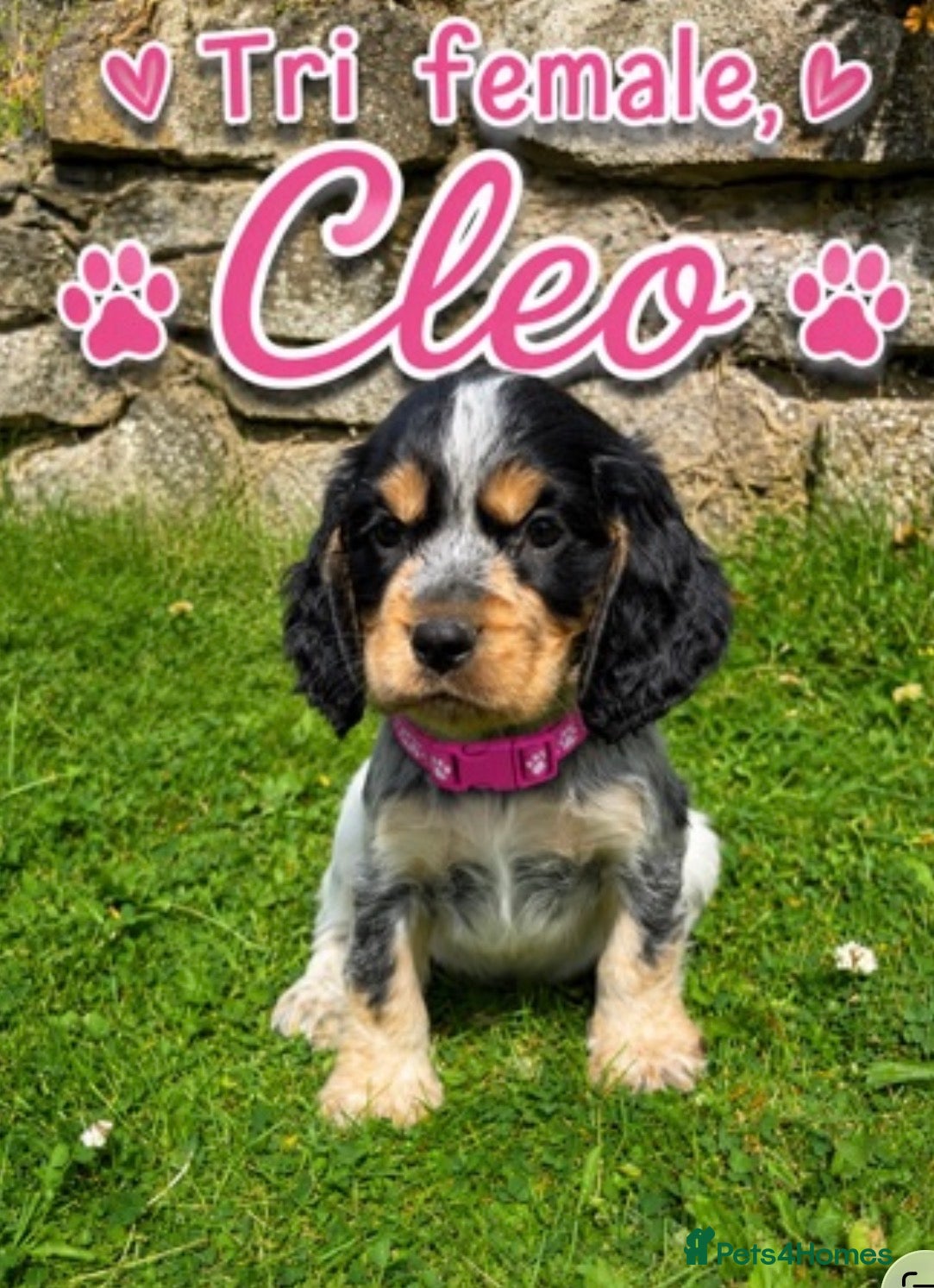 Cocker Spaniel dogs Adorable Show Type Cocker Spaniel puppies - Advert 1