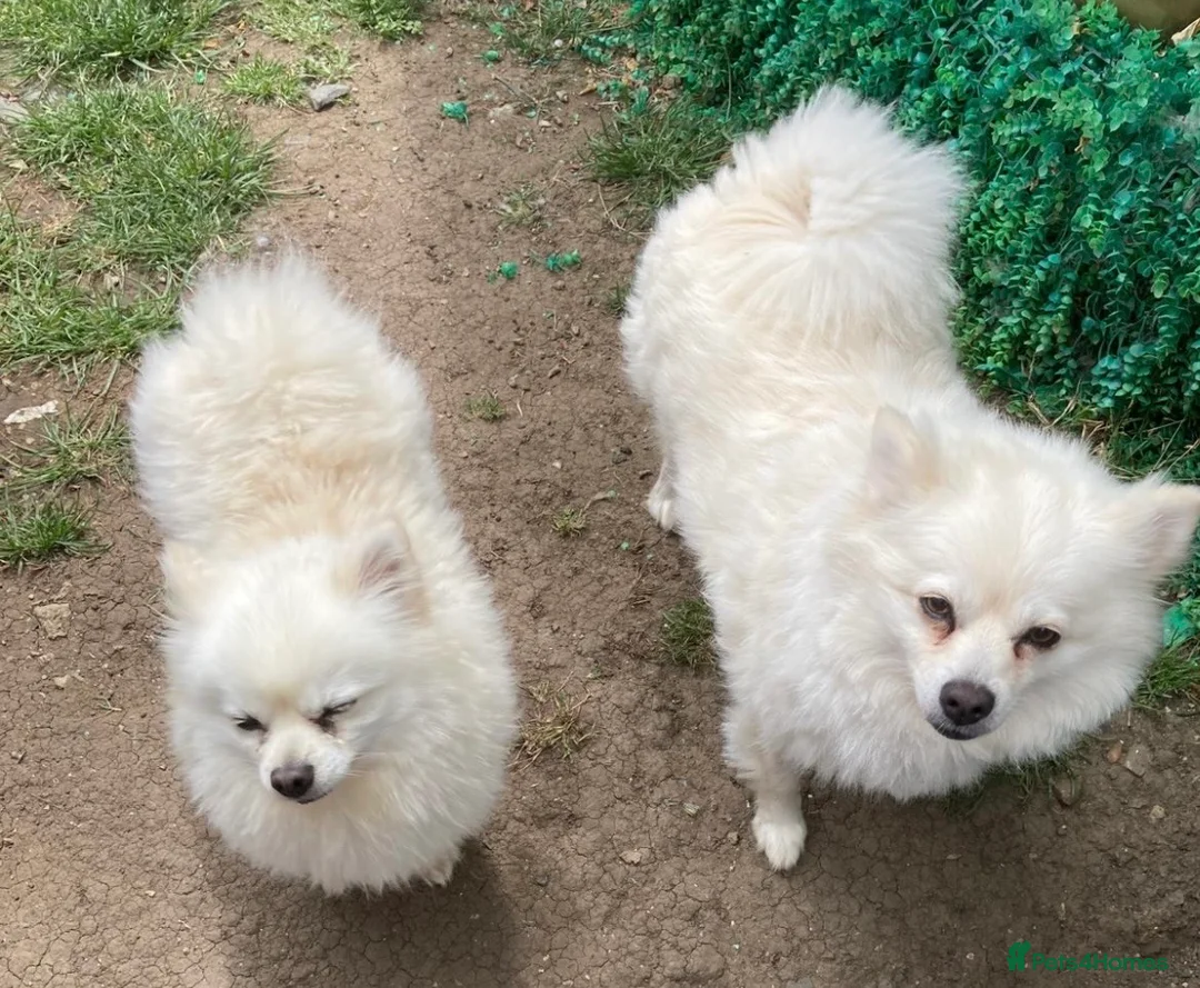 Pomeranian dogs for sale: Pomeranian Puppies - Advert 6