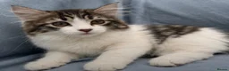 Siberian cats for sale: Beautiful Pedigree Kittens Seeking Loving Homes - Advert 2