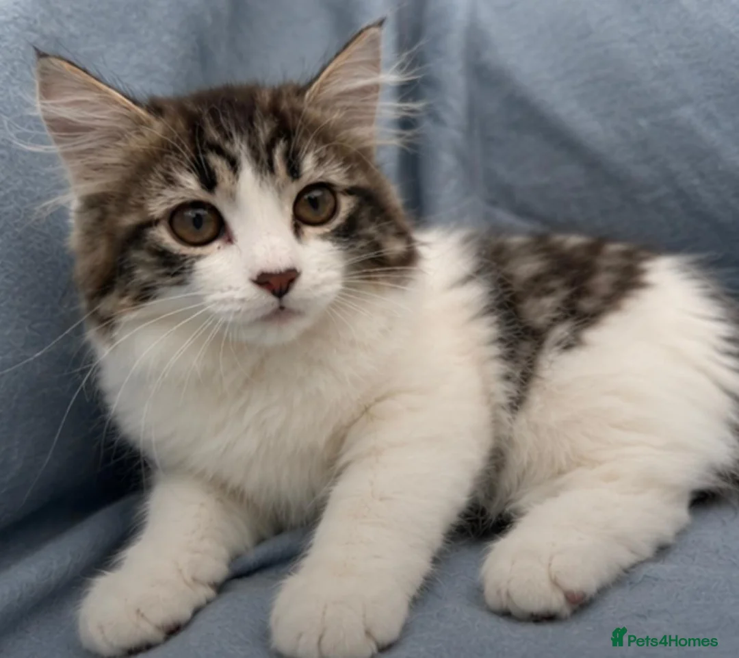 Siberian cats for sale: Beautiful Pedigree Kittens Seeking Loving Homes - Advert 2