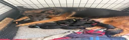 German Shepherd dogs for sale: Gorgeous German shepherd puppies  - Advert 14