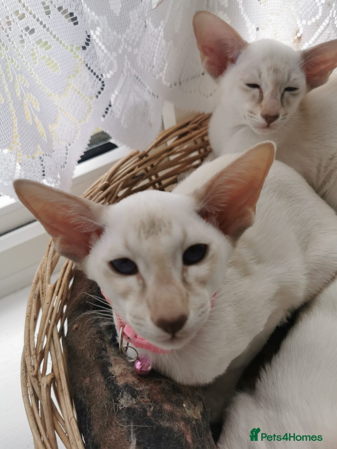 Siamese cats Pedigree Siamese Male Kitten for sale  - Advert 6