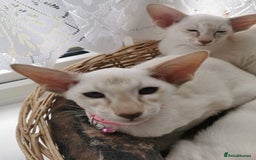 Siamese cats for sale: Pedigree 2 Male Kittens for sale  - Image 3