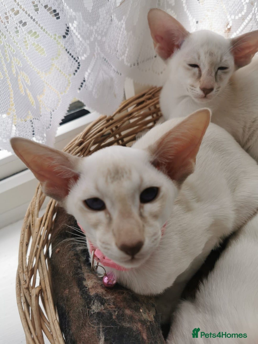 Siamese cats for sale: Pedigree 2 Male Kittens for sale  - Image 3