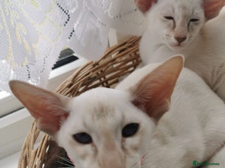 Siamese cats Pedigree Siamese Male Kitten for sale - Advert 9