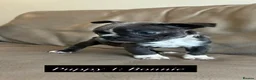 Boston Terrier dogs for sale: ✨Beautiful Boston Terrier Puppies✨ - Advert 9