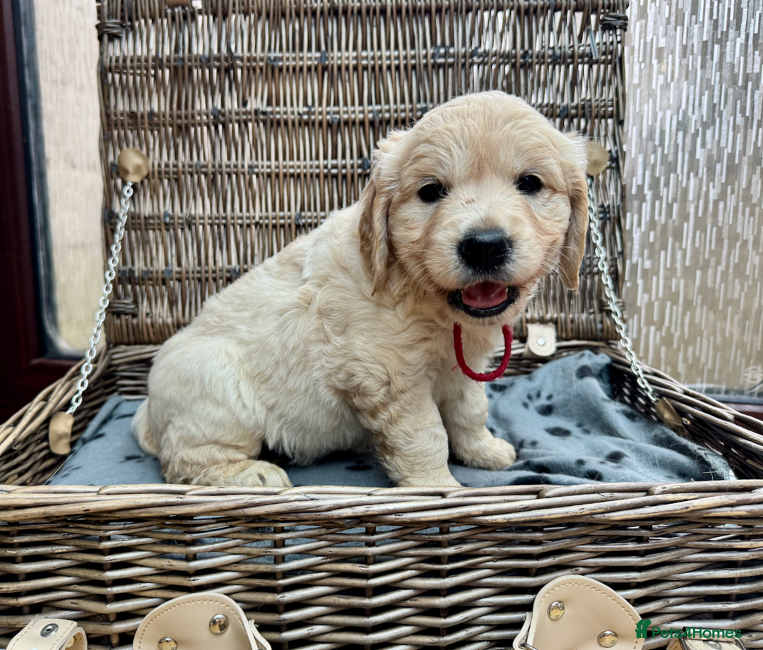 Golden Retriever dogs for sale: **LAST MALE** KC Reg Golden Retriever Puppies - Image 13