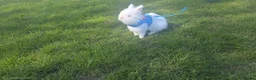 Lionhead rabbits for sale: Double Lionhead  - Advert 12