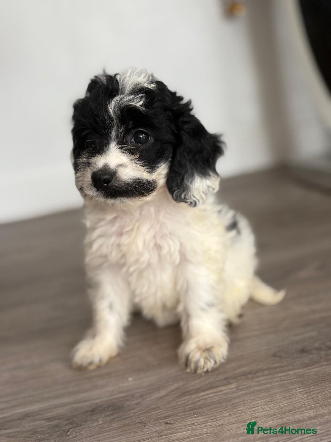 Cockapoo dogs for sale: Cockapoo puppies - Image 5