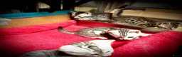 Bengal cats for sale: ✨ Bengal Kittens – Pet Homes (TICA Registerable) in Bournemouth - Advert 10