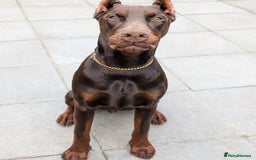 Dobermann dogs for sale: Beloved doberman 13m old puppy for sale in London - Image 1