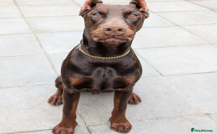 Dobermann dogs for sale in London - Advert 1