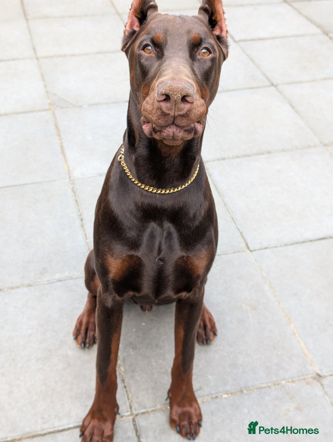 Dobermann dogs for sale: Beloved doberman 13m old puppy for sale in London - Image 1