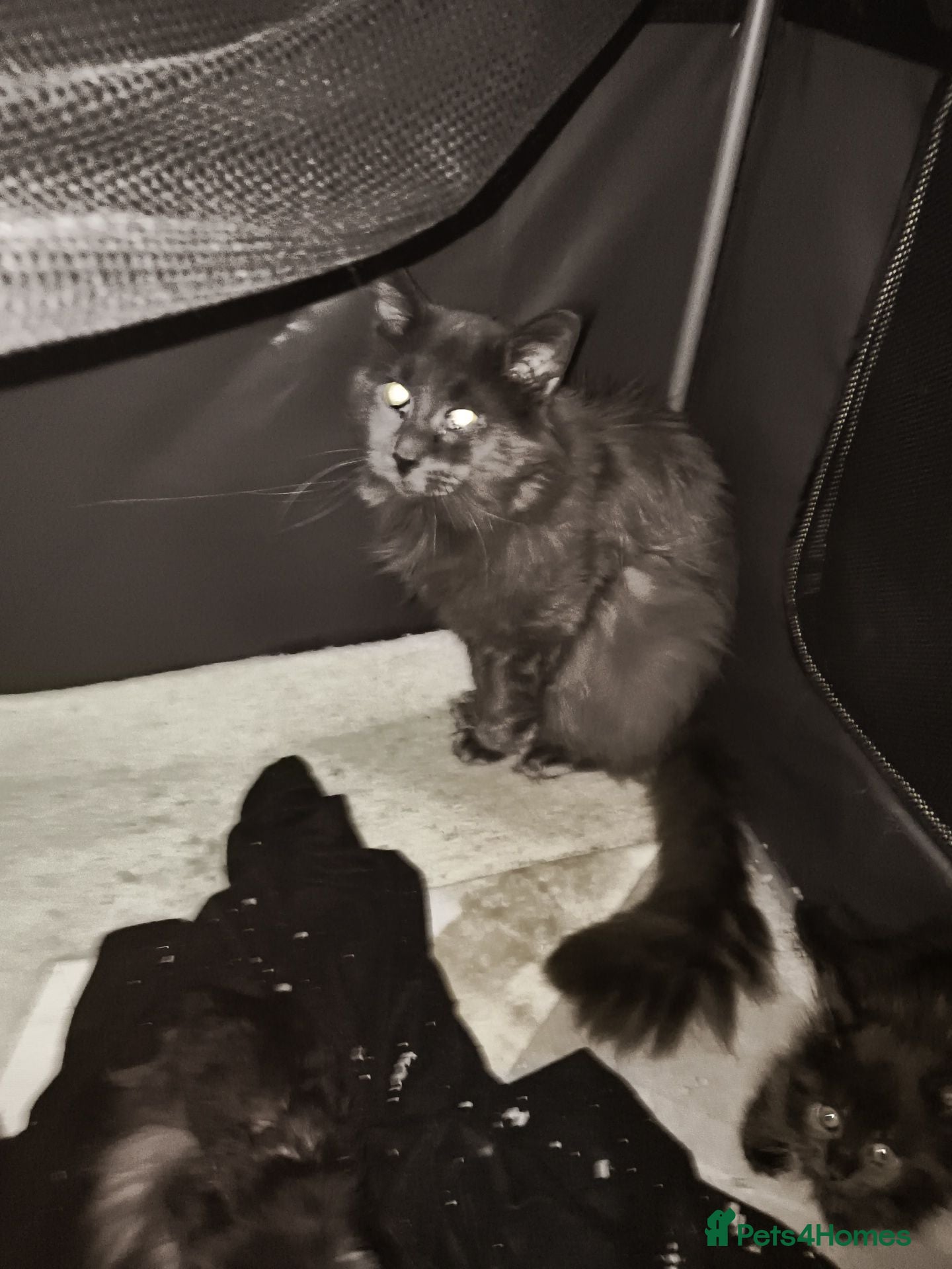 Maine Coon cats For sale 2 mainecoon fluff baby ball kitties - Advert 2