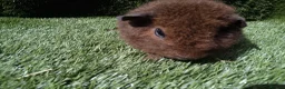 Guinea Pig rodents for sale: Rex guinea pigs  - Advert 11