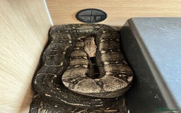 Boa Snake reptiles for sale: Common boa constrictor looking for a new home - Advert 3