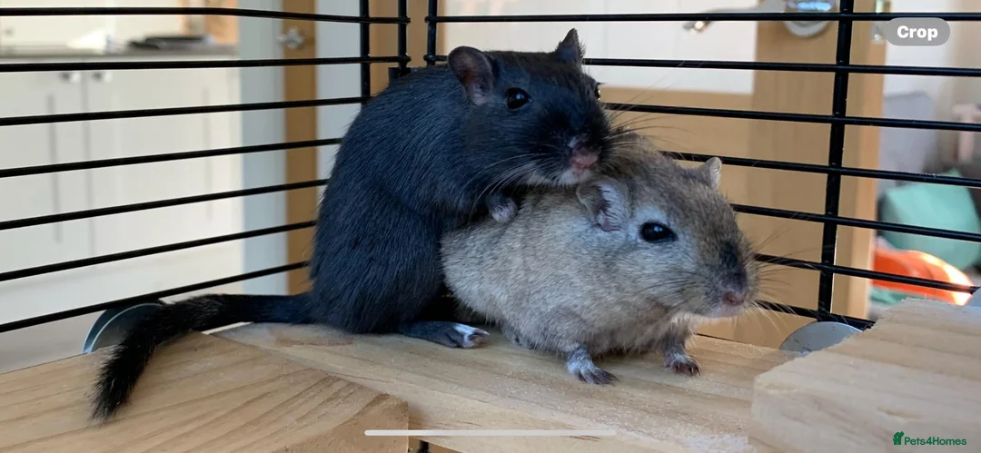 Gerbil rodents for sale: 2 lovely gerbils with cage/tank for sale.  - Advert 1