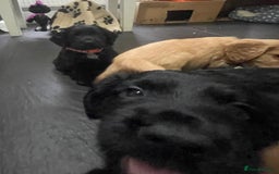 Cocker Spaniel dogs for sale: Working Cocker Spaniels - Image 25