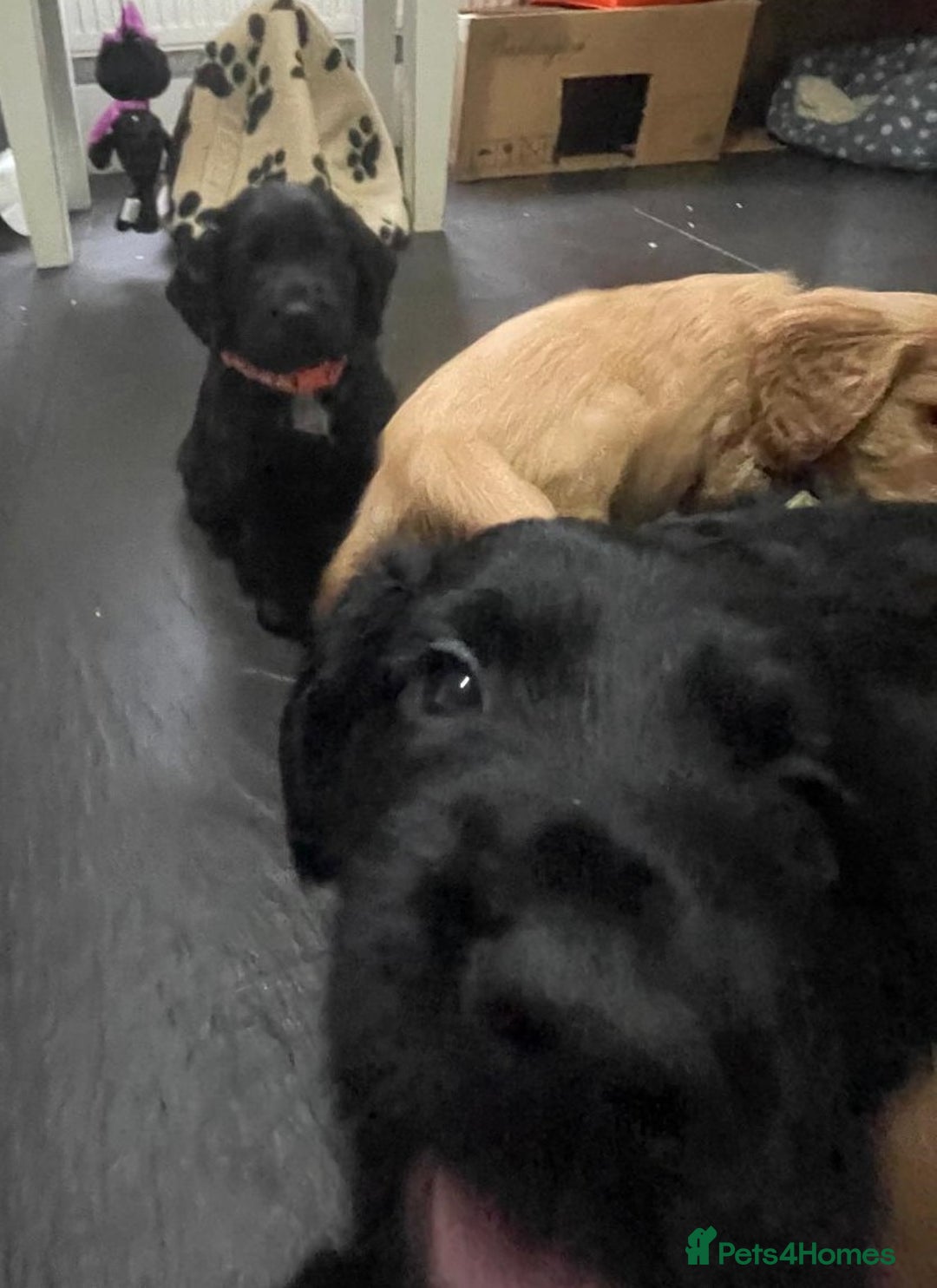 Cocker Spaniel dogs for sale: Working Cocker Spaniels - Image 25