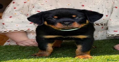 Rottweiler dogs - Advert 14