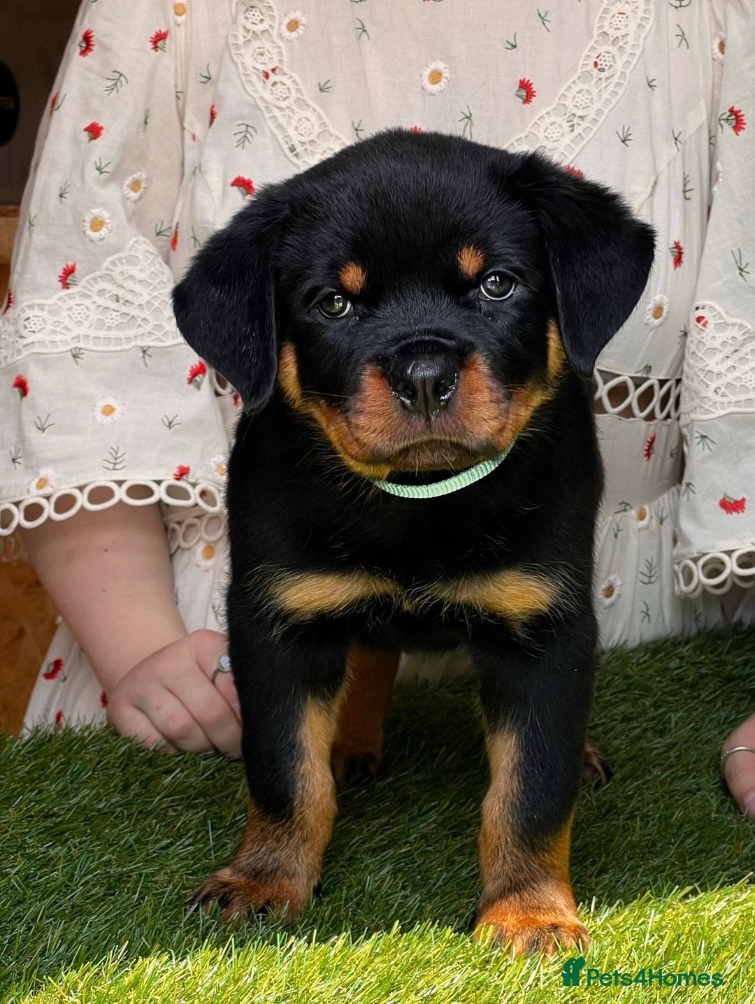 Rottweiler dogs for sale: Premium Quality Rottweiler Puppies - Image 2