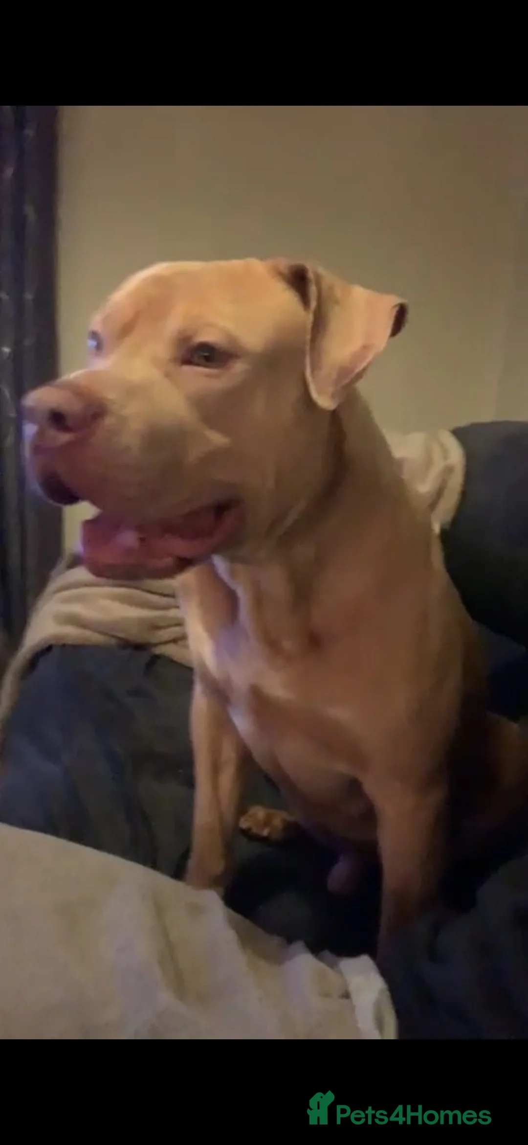 Mixed Breed dogs for sale: Xl bully cross cane corso  - Advert 2