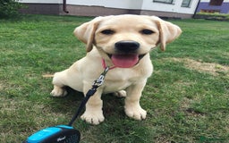 Labrador Retriever dogs for sale: Labrador Retriever  - Image 2