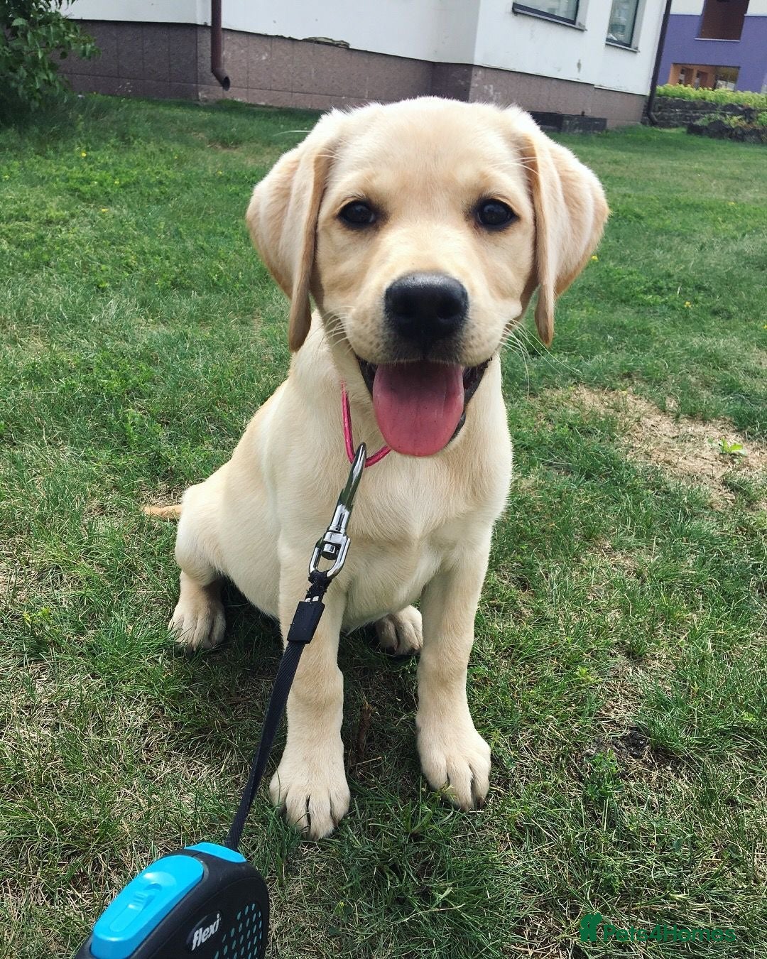 Labrador Retriever dogs for sale: Labrador Retriever  - Image 2
