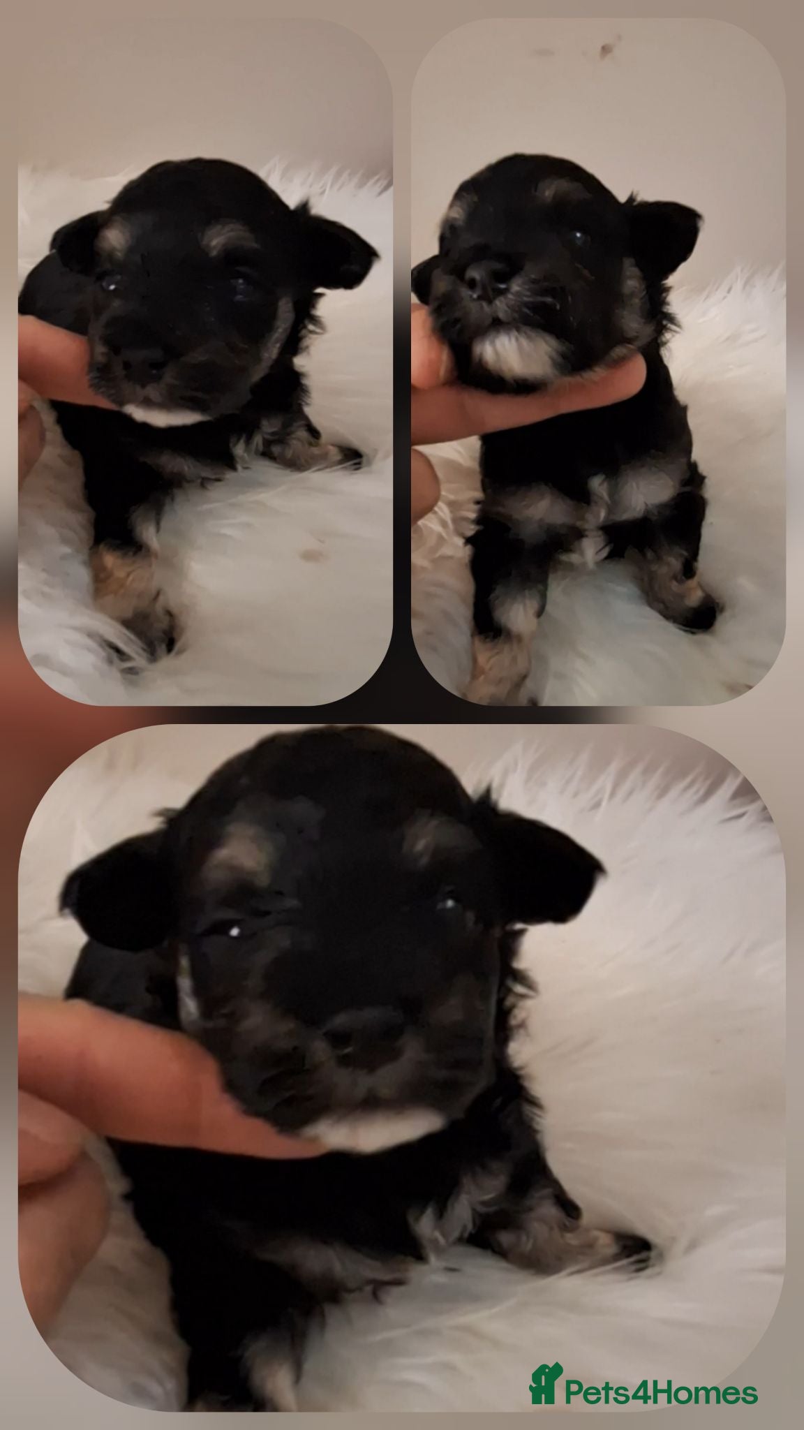 Maltipoo dogs 🐾🐾..PHANTOM/TRI MALTIPOOS..🐾🐾 - Advert 12