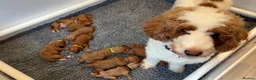 Mini Goldendoodle dogs for sale: Beautiful Mini Double Doodles  - Advert 7