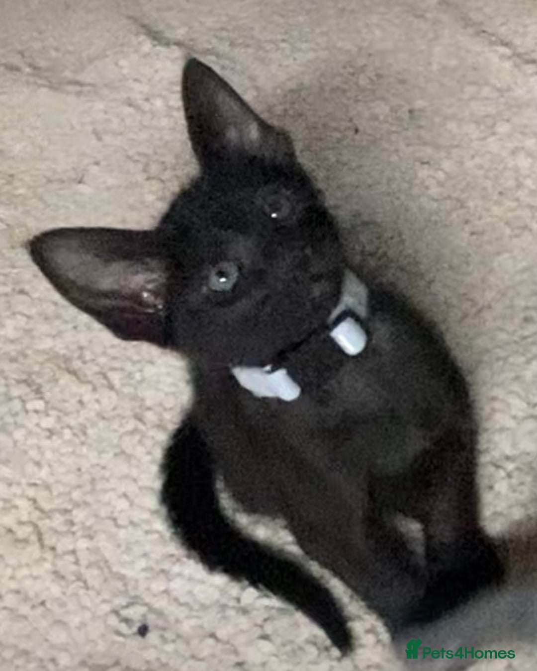 Mixed Breed cats for sale: Oriental/ Siamese  - Advert 1