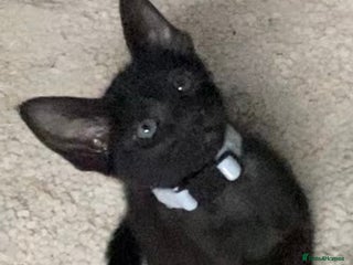 Mixed Breed cats Oriental/ Siamese - Advert 3