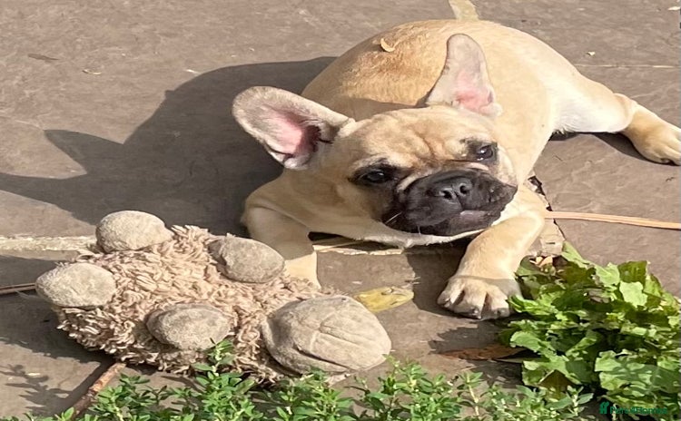 French Bulldog dogs - Advert 11
