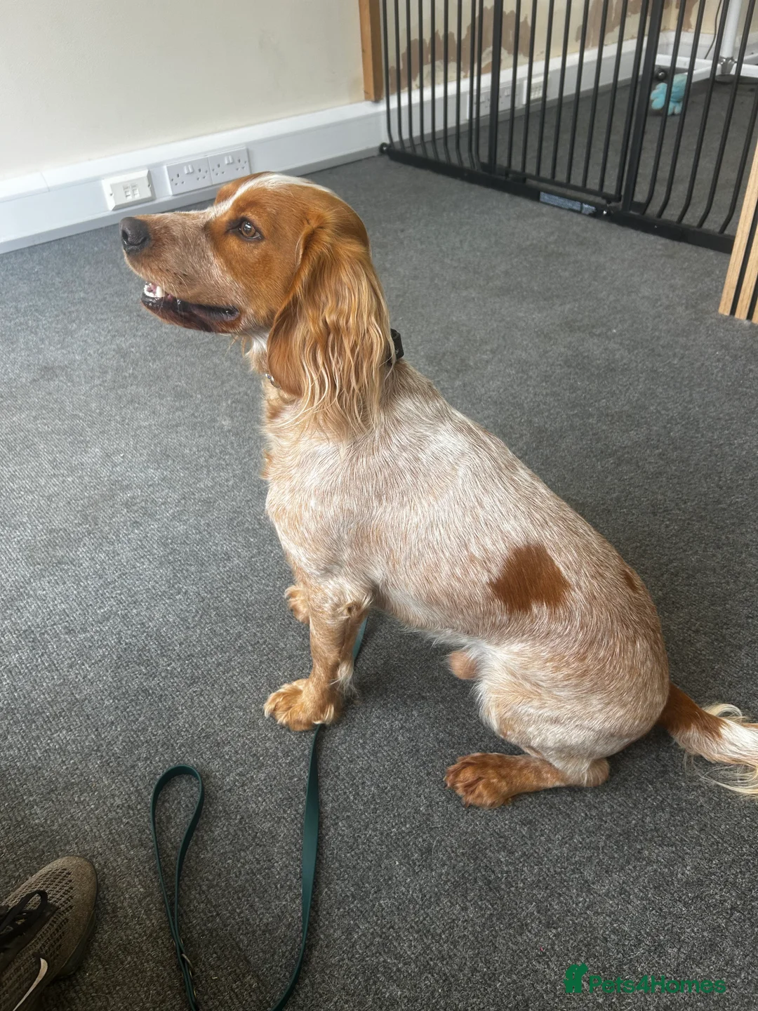 Cocker Spaniel dogs for stud: Working cocker spaniel for stud  in Worcester - Advert 9