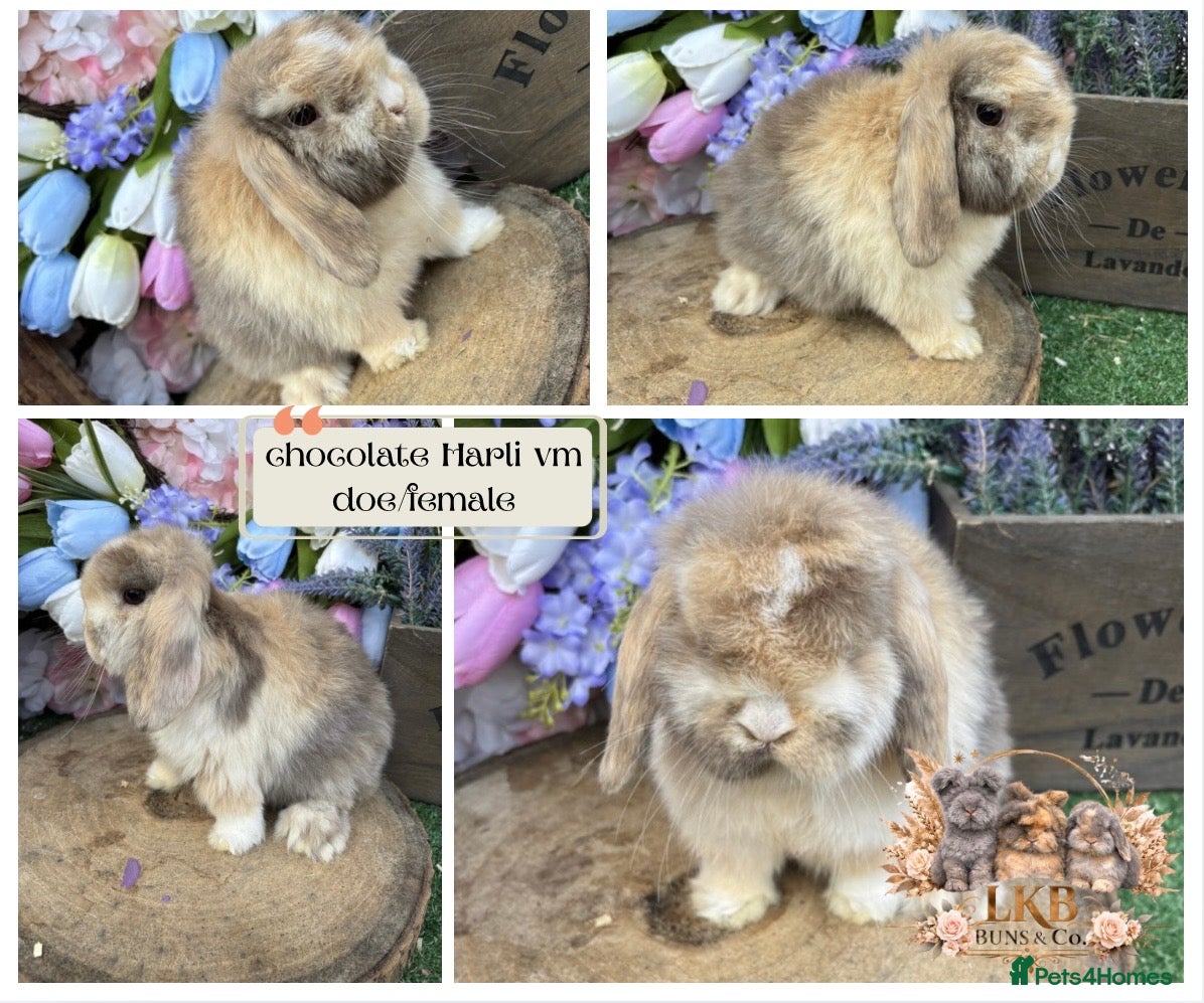 Mini Lop rabbits 🌟 PUREBRED PEDIGREE MINI LOPS🌟  - Advert 17