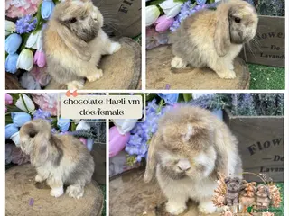Mini Lop rabbits 🌟 PUREBRED PEDIGREE MINI LOPS🌟 - Advert 17