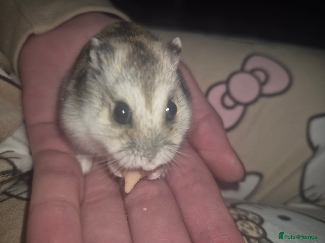 Hamster rodents for sale: Hamster for sale  - Advert 2