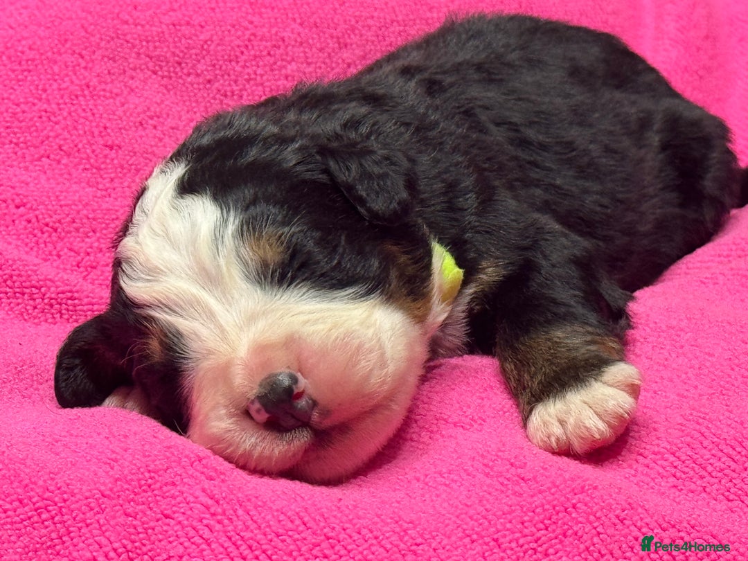 Bernese Mountain Dog dogs for sale: KC Registered Bernese Mountain Dog Puppies - Advert 6