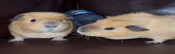Guinea Pig rodents for sale: guinea pig sisters Honey & Maple in London - Advert 17