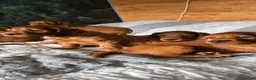 Irish Setter dogs for sale: KC Registered Beautiful Irish Setter Puppies  - Advert 10